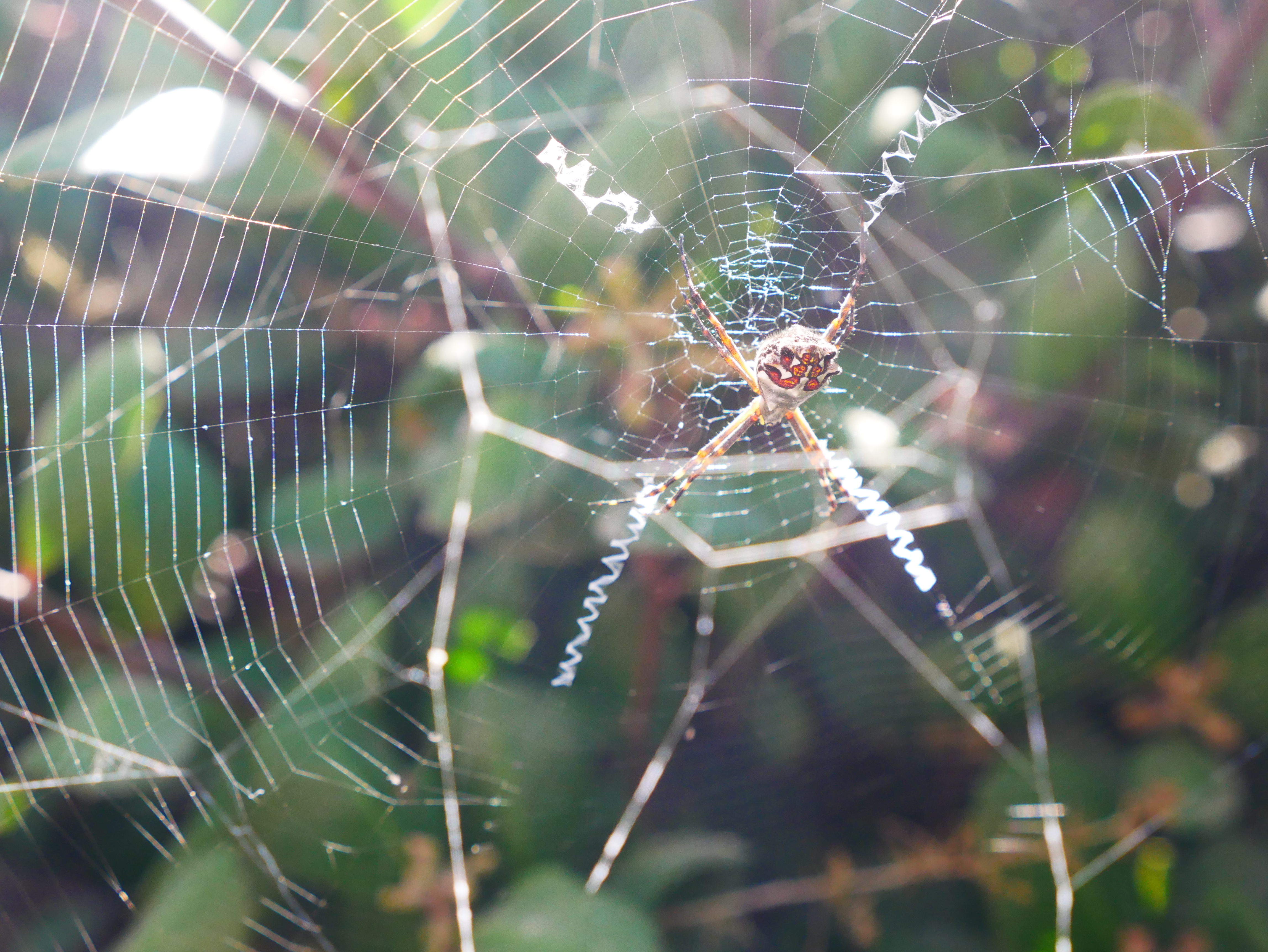 silver Argiope spider in web
