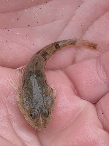 Pacific staghorn sculpin