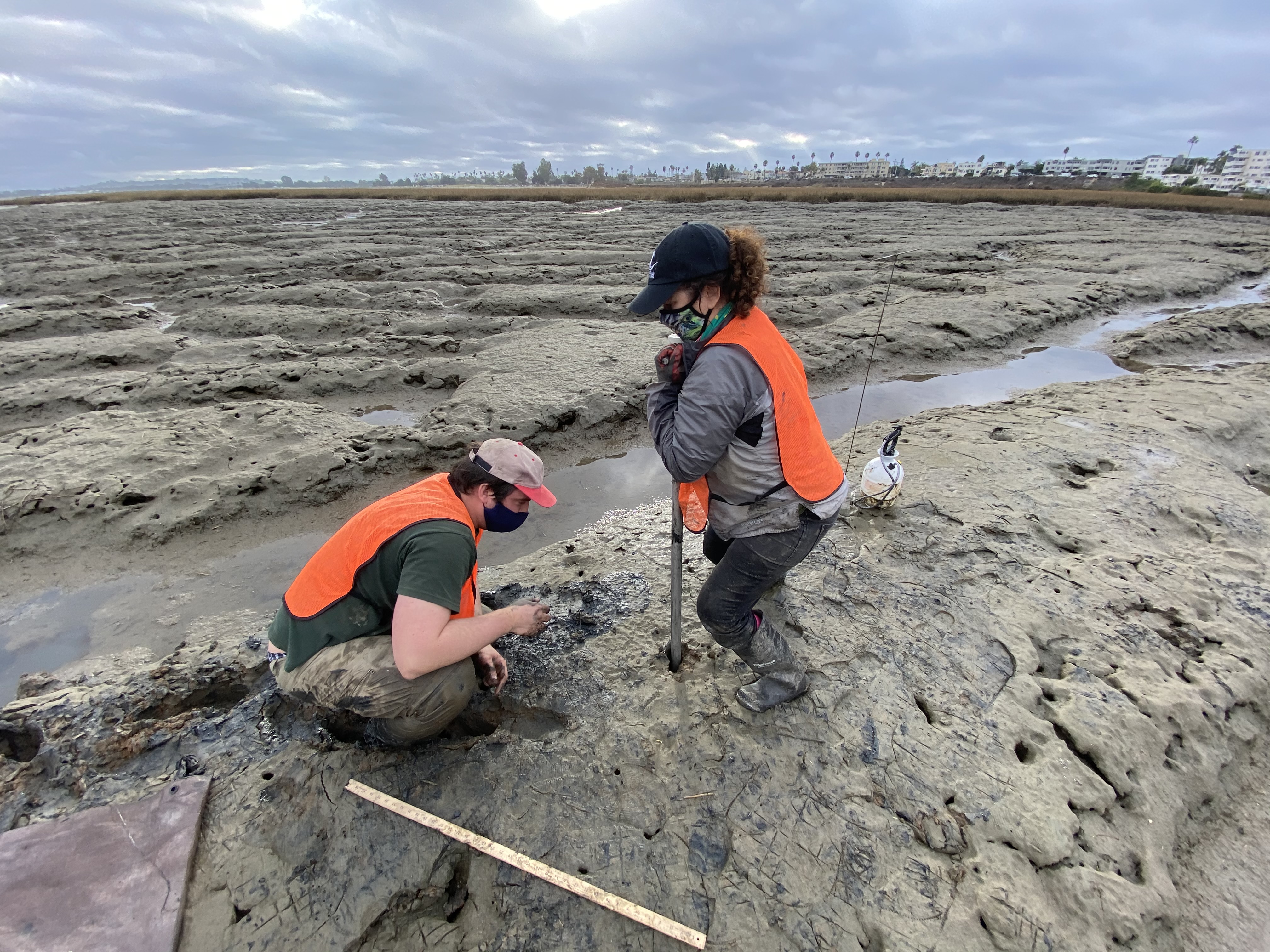 scientist extracting a sediment core at the Kendall-Frost marsh