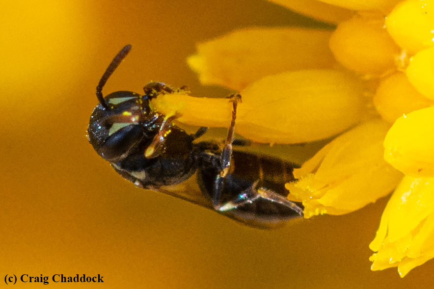 Hylaeus_CChaddock_f2.png