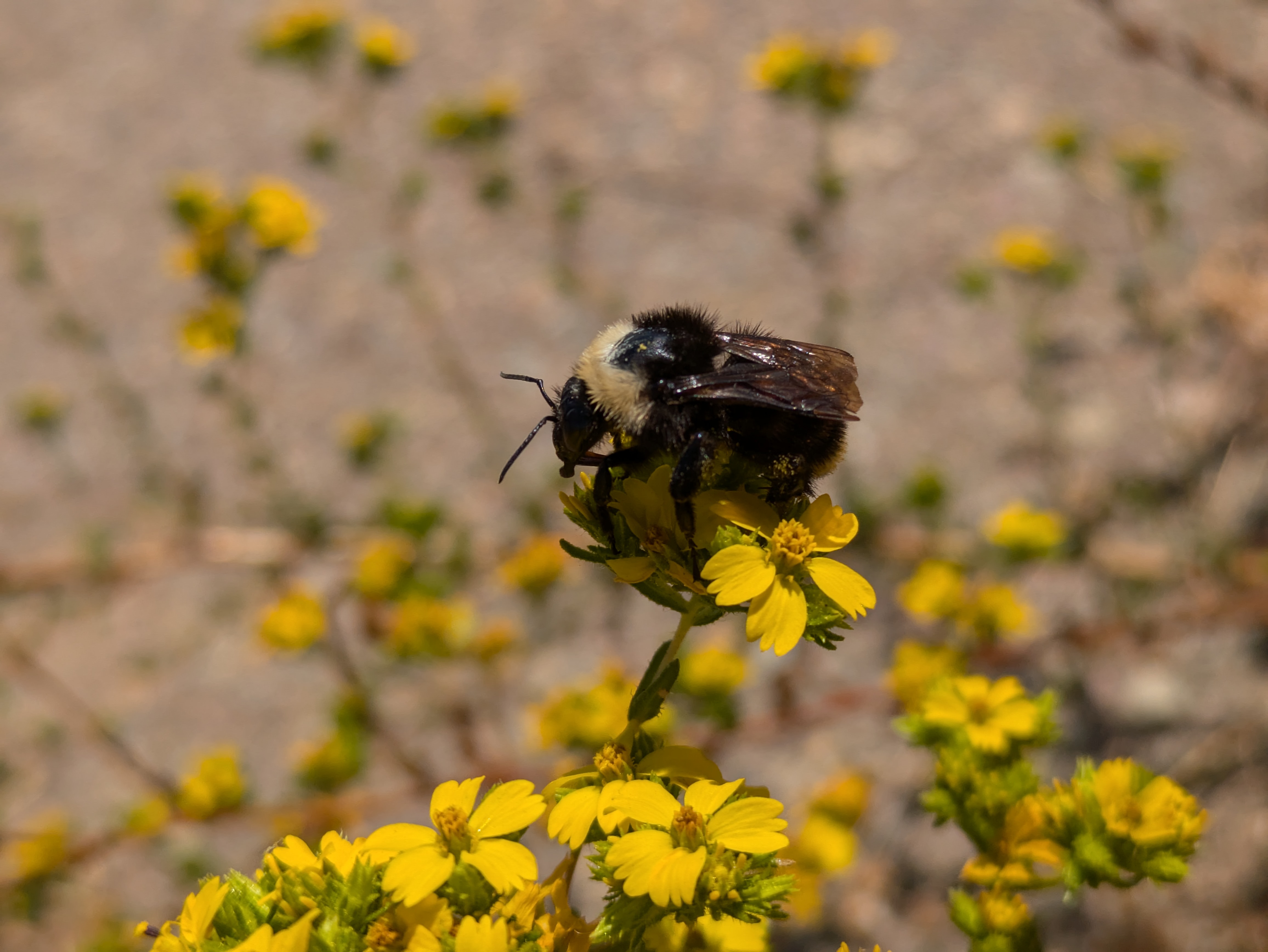 A bumblebee on a flower