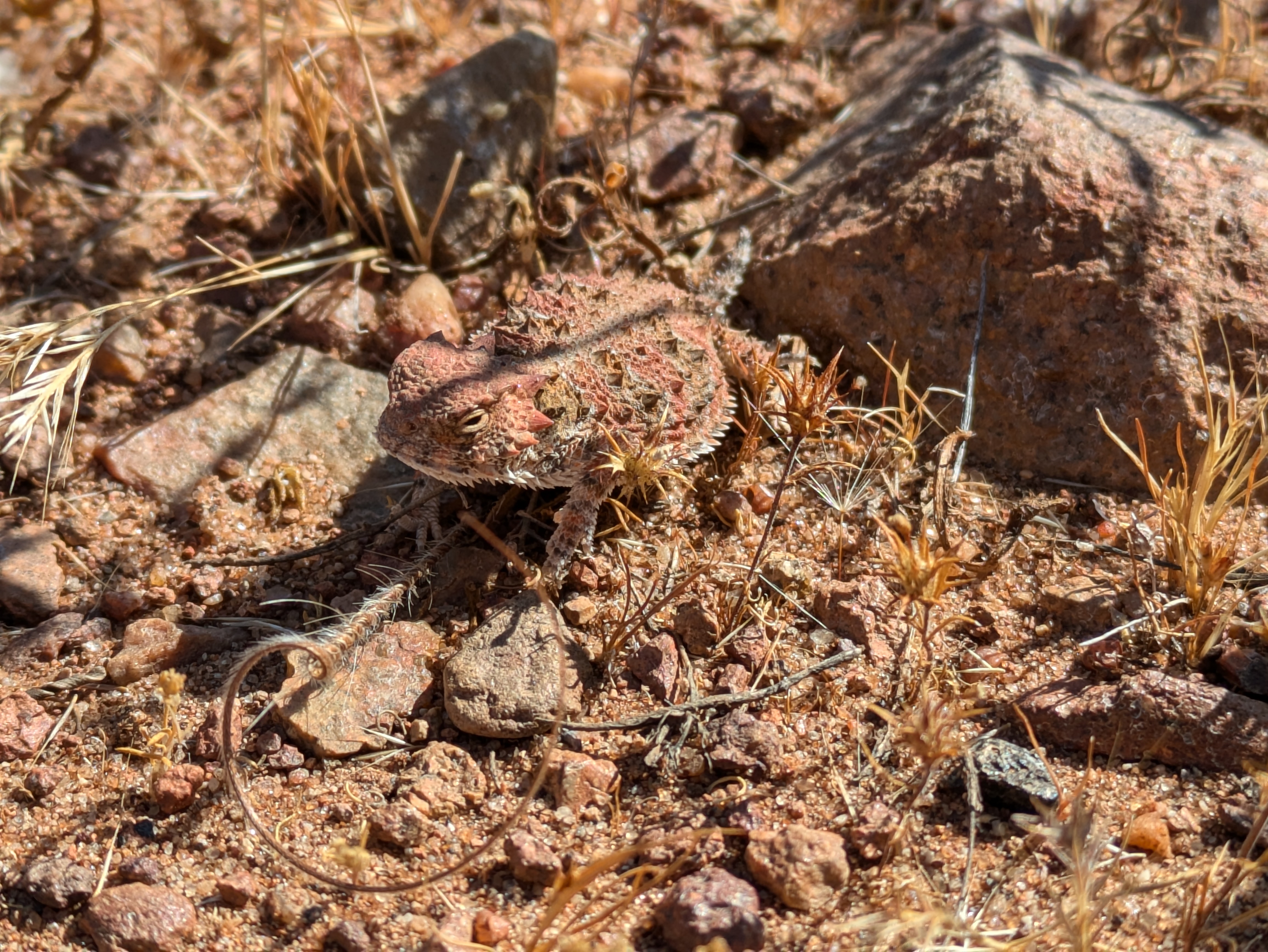 a horned lizard on a natural background