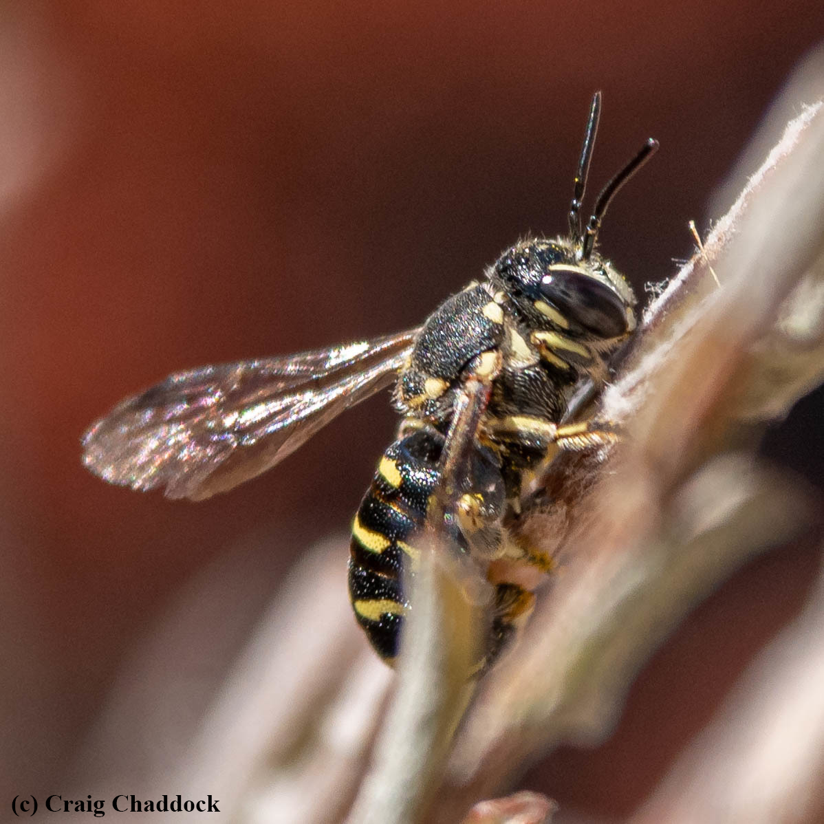 Subgenus_Dianthidium_Chaddock.png