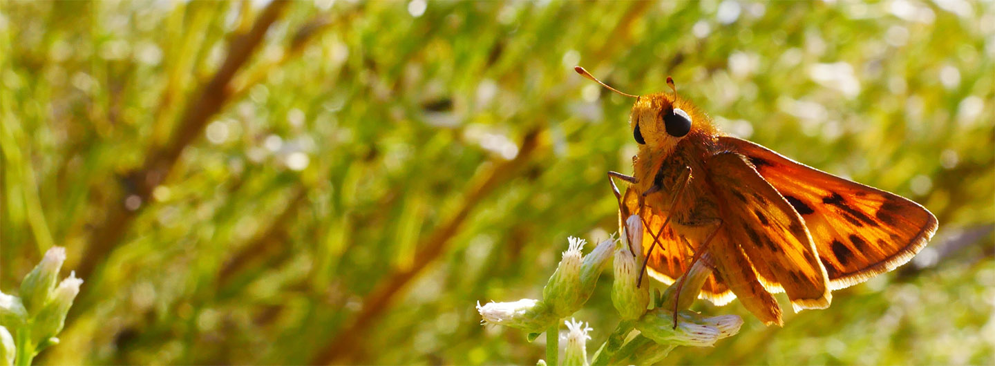 Scripps reserve butterfly