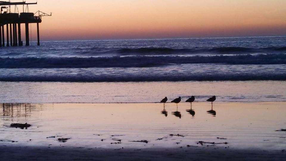 birds at sunset on the beach at the Scripps Coastal Reserve