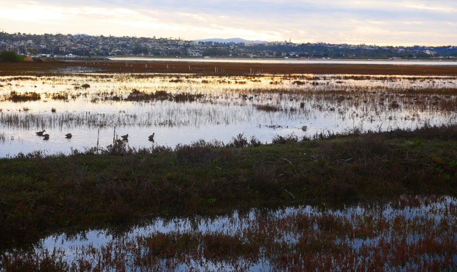 Kendall-Frost Marsh