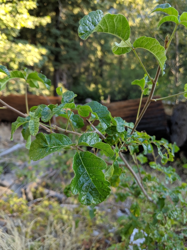 Poison Oak leaves