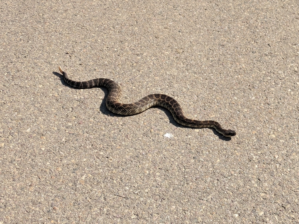 Southern Pacific Rattlesnake in the dirt