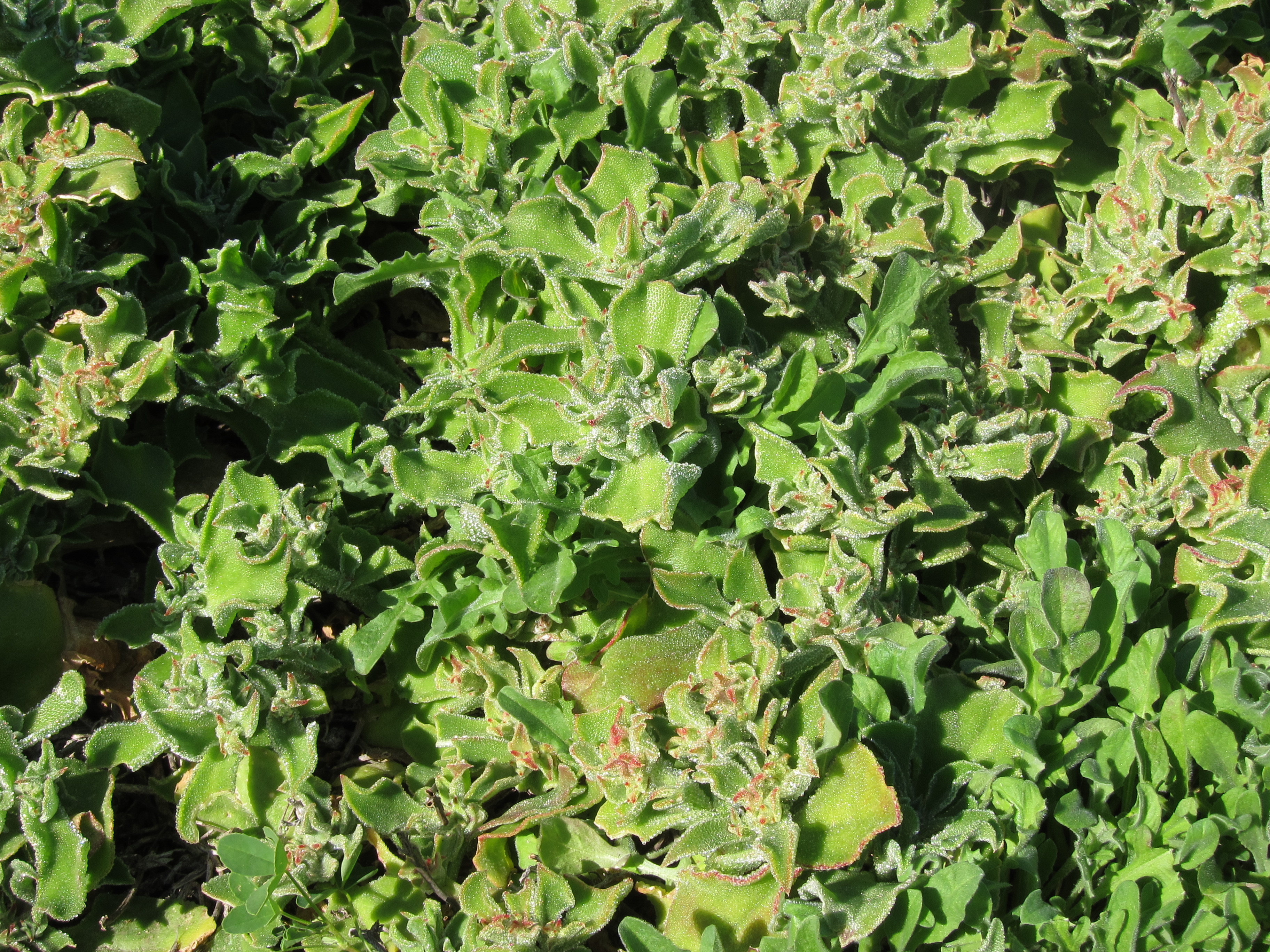 Crystalline Iceplant