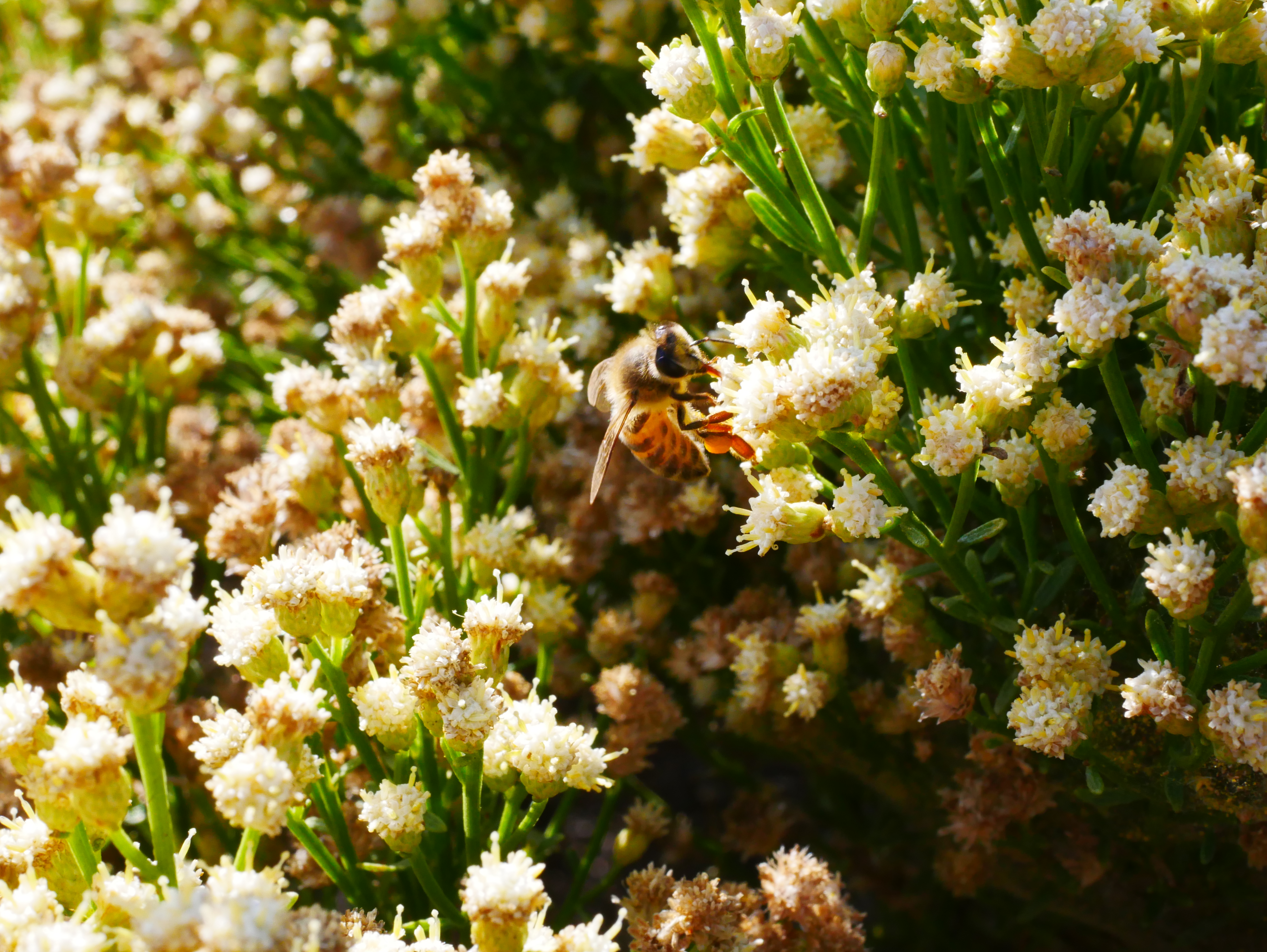 honeybee-on-Baccharis.JPG