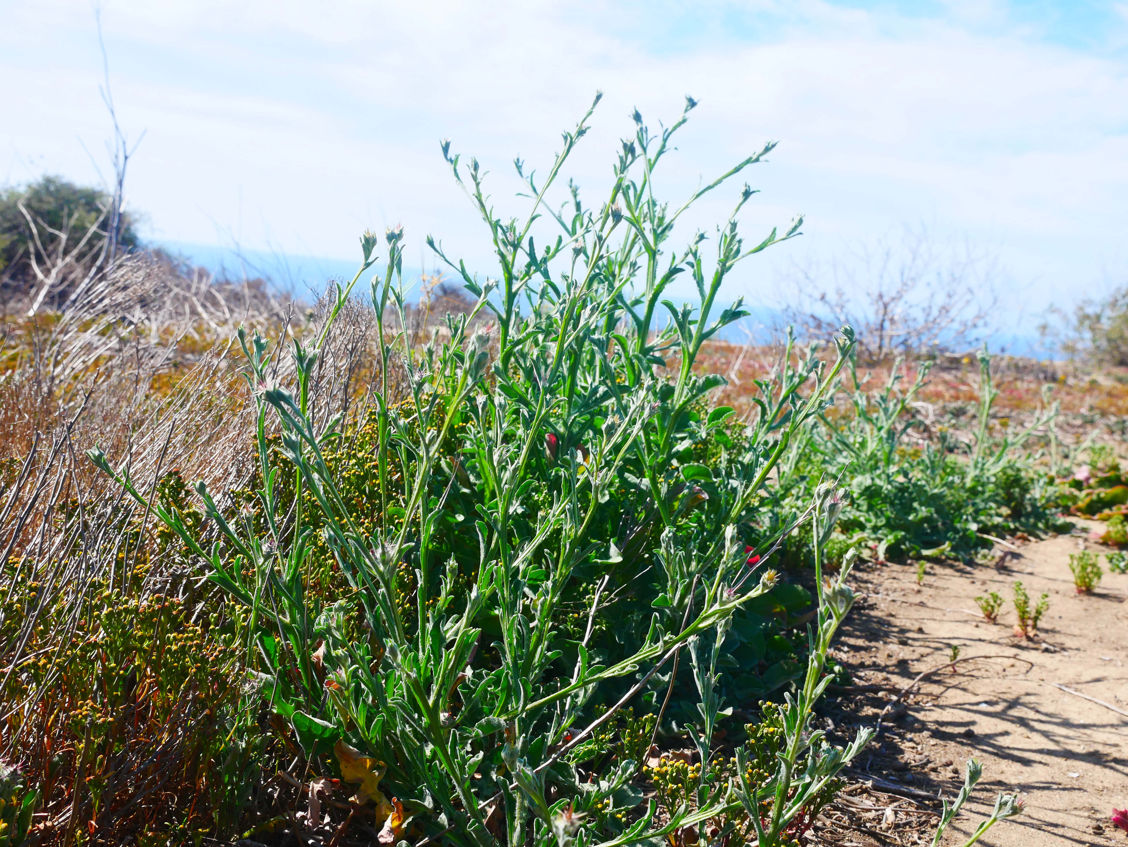 star-thistle