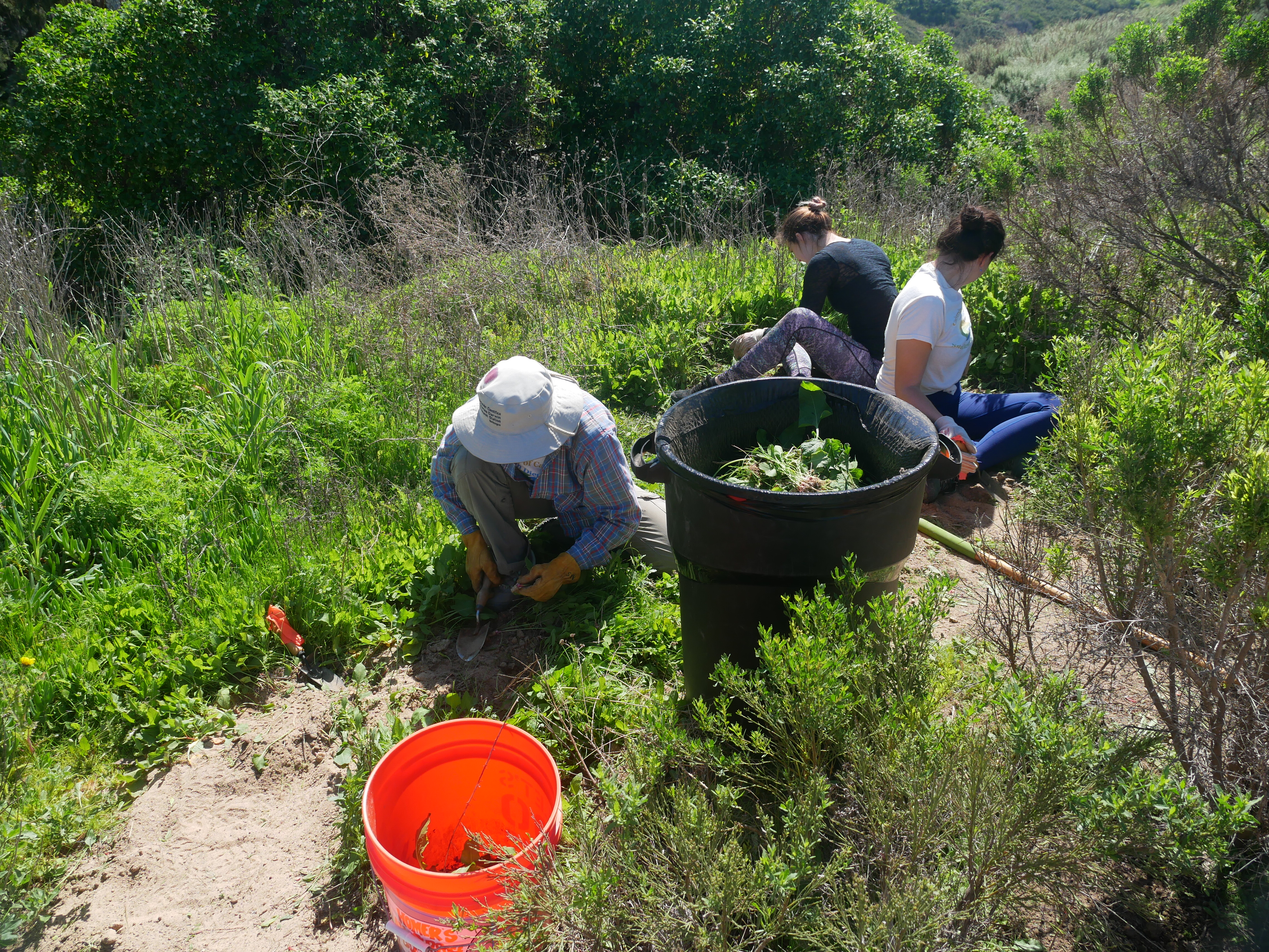 Volunteers removing weeds from the reserve